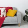 sofa covers for pets​