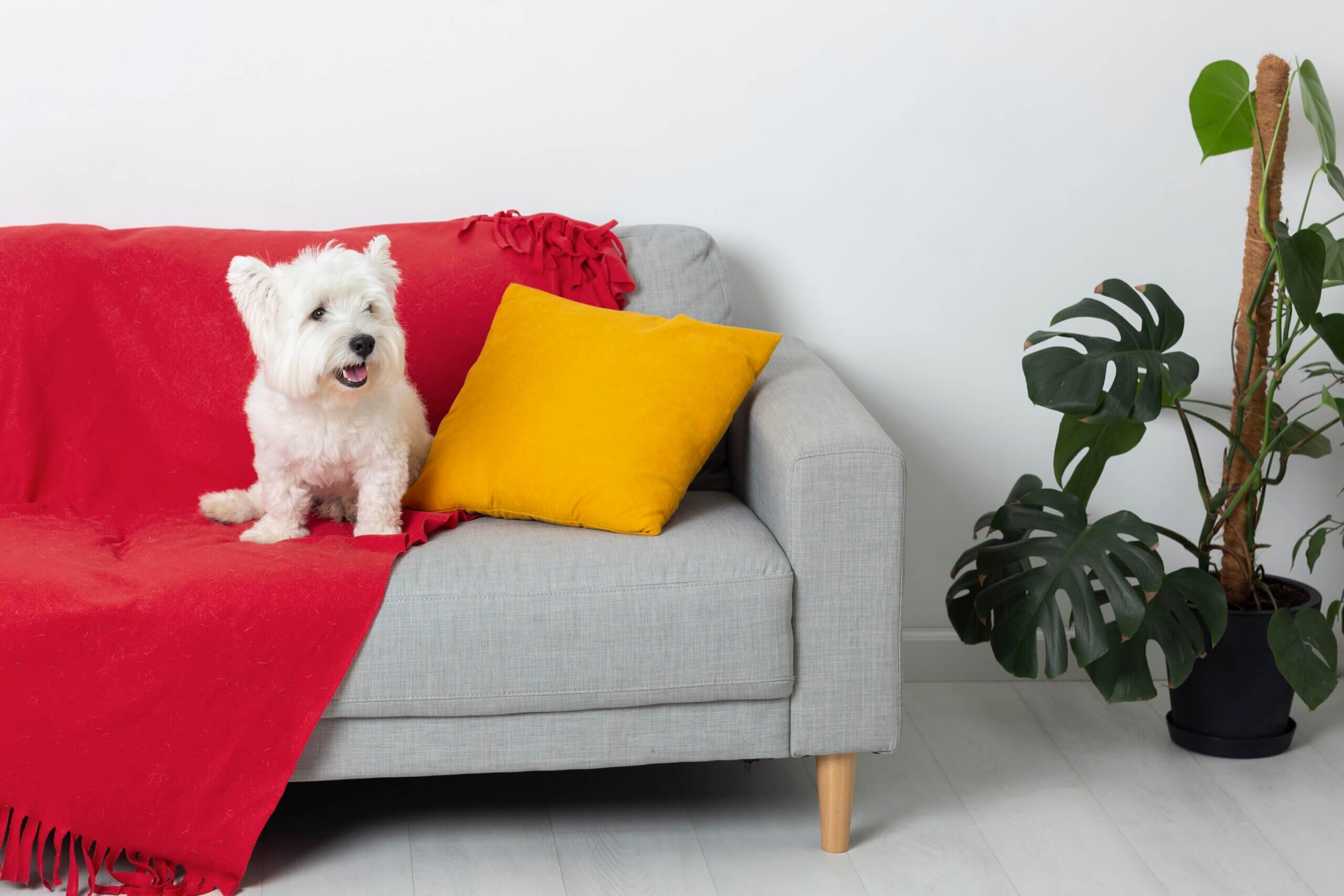 sofa covers for pets​